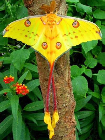 Photo:  Madagascan moon moth